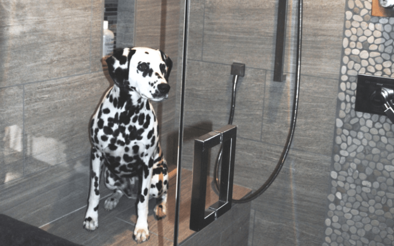 Dalmation on shower seat in tile shower